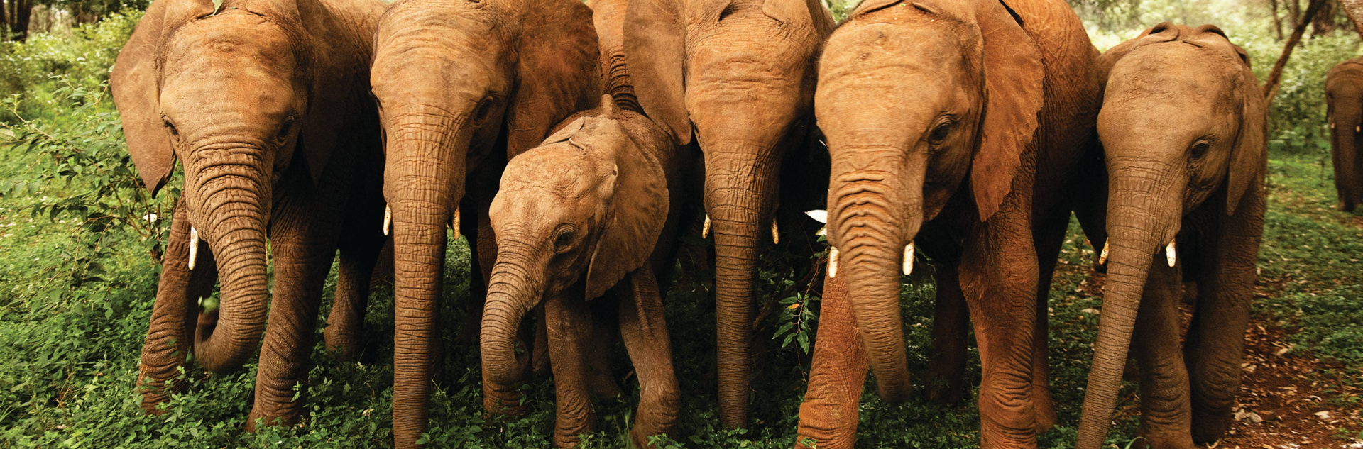 Sheldrick Wildlife Trust